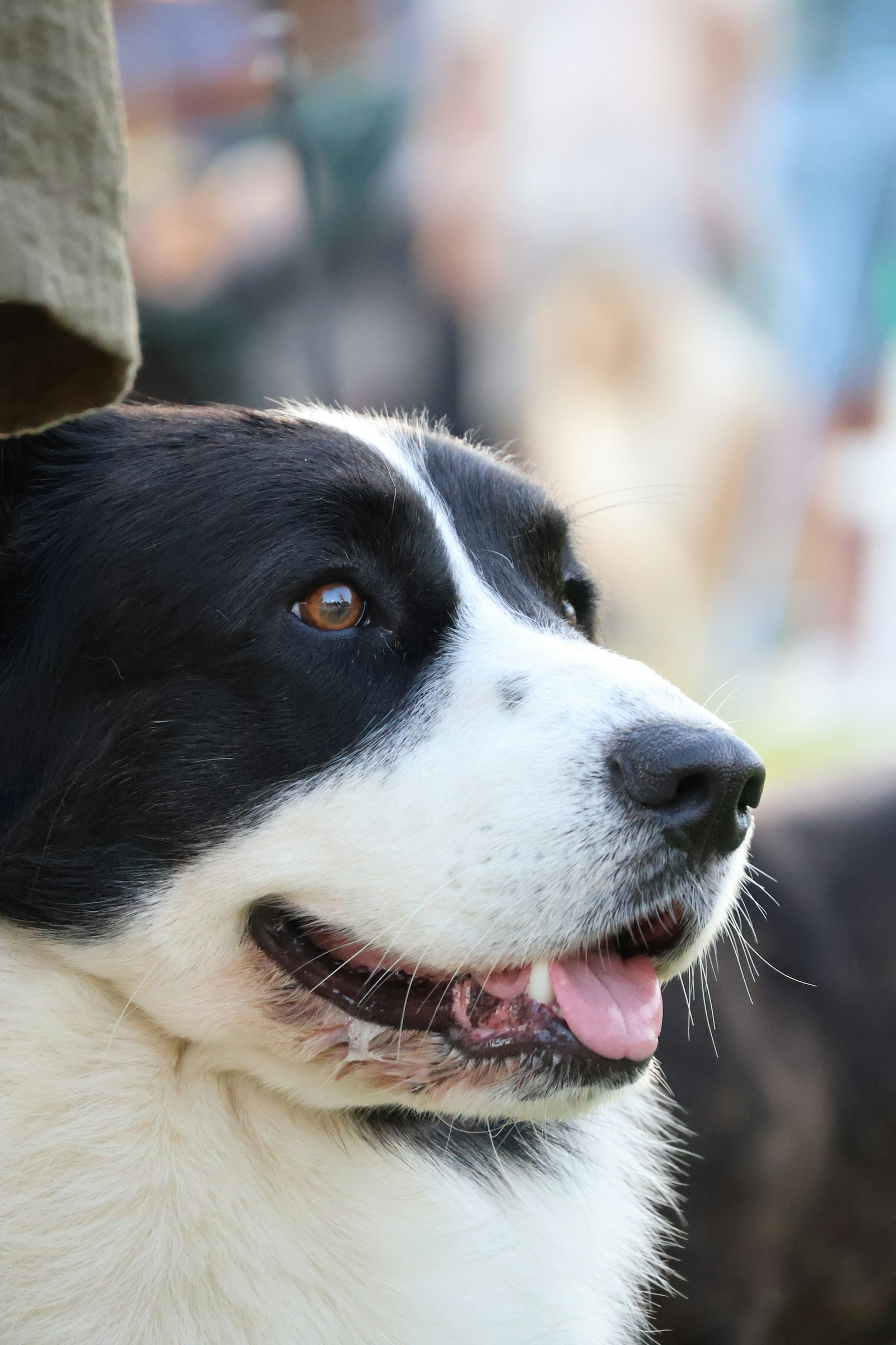 Black and white dog looking forward
